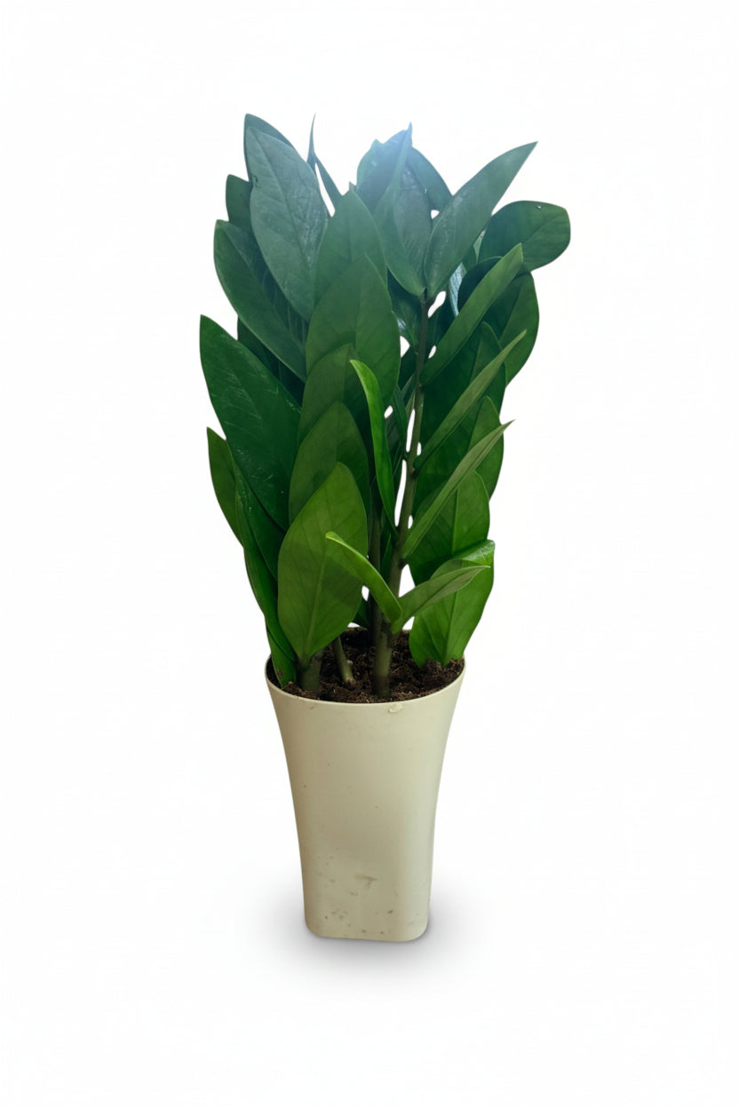 Little ZZ Plant in Self Watering Planter