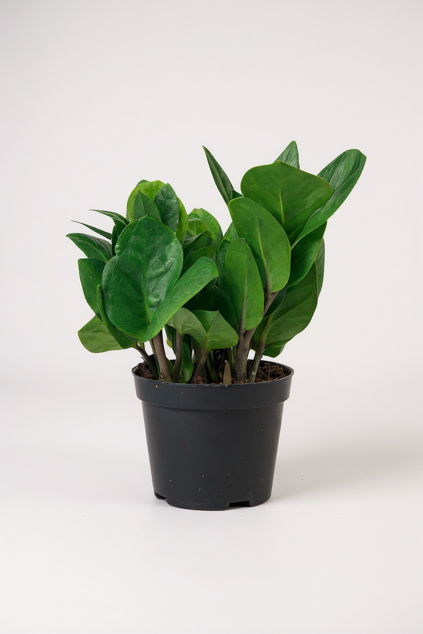 baby zz plant Buy Best Baby ZZ Plant (Zanzibar Gem)