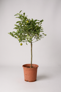 Variegated Lime Tree - Potted plant -  Tumbleweed Plants