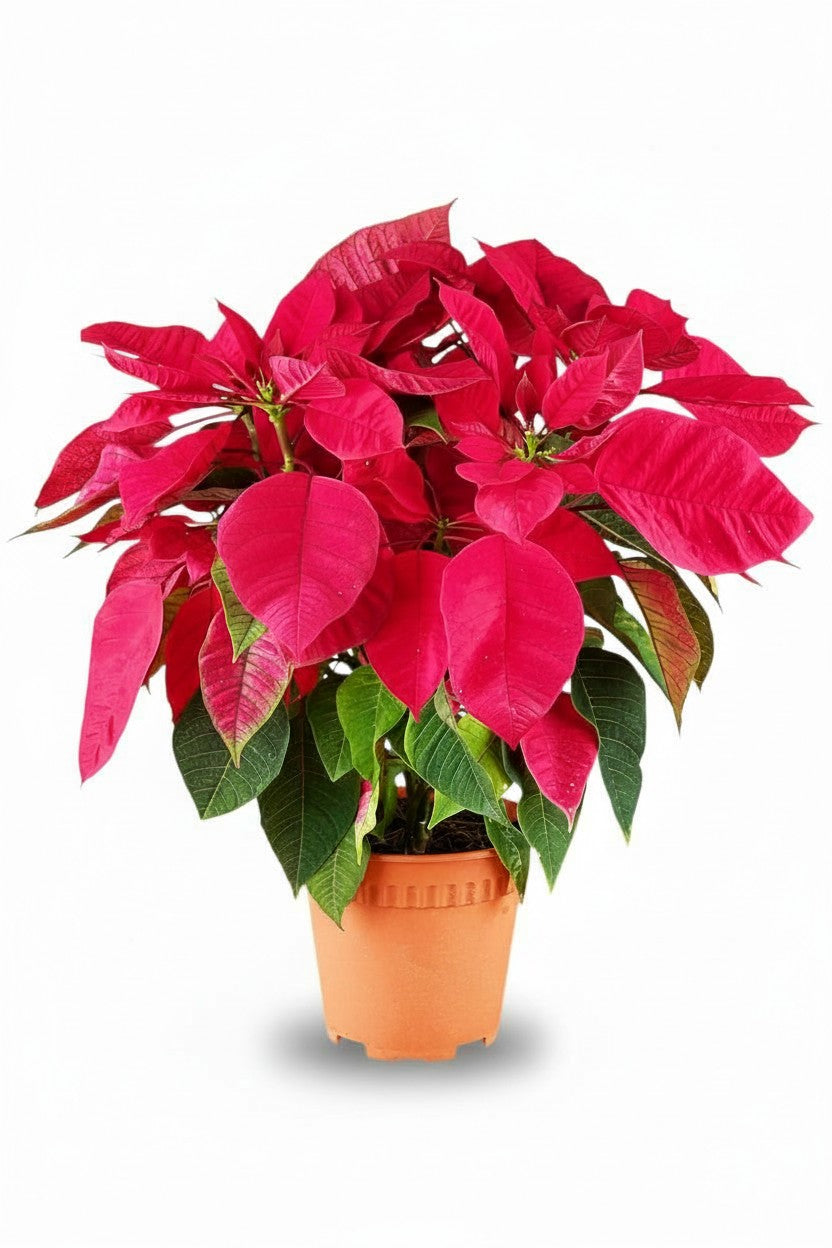 Poinsettia - Tall