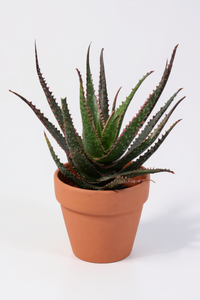 Aloe 'Christmas Carol'