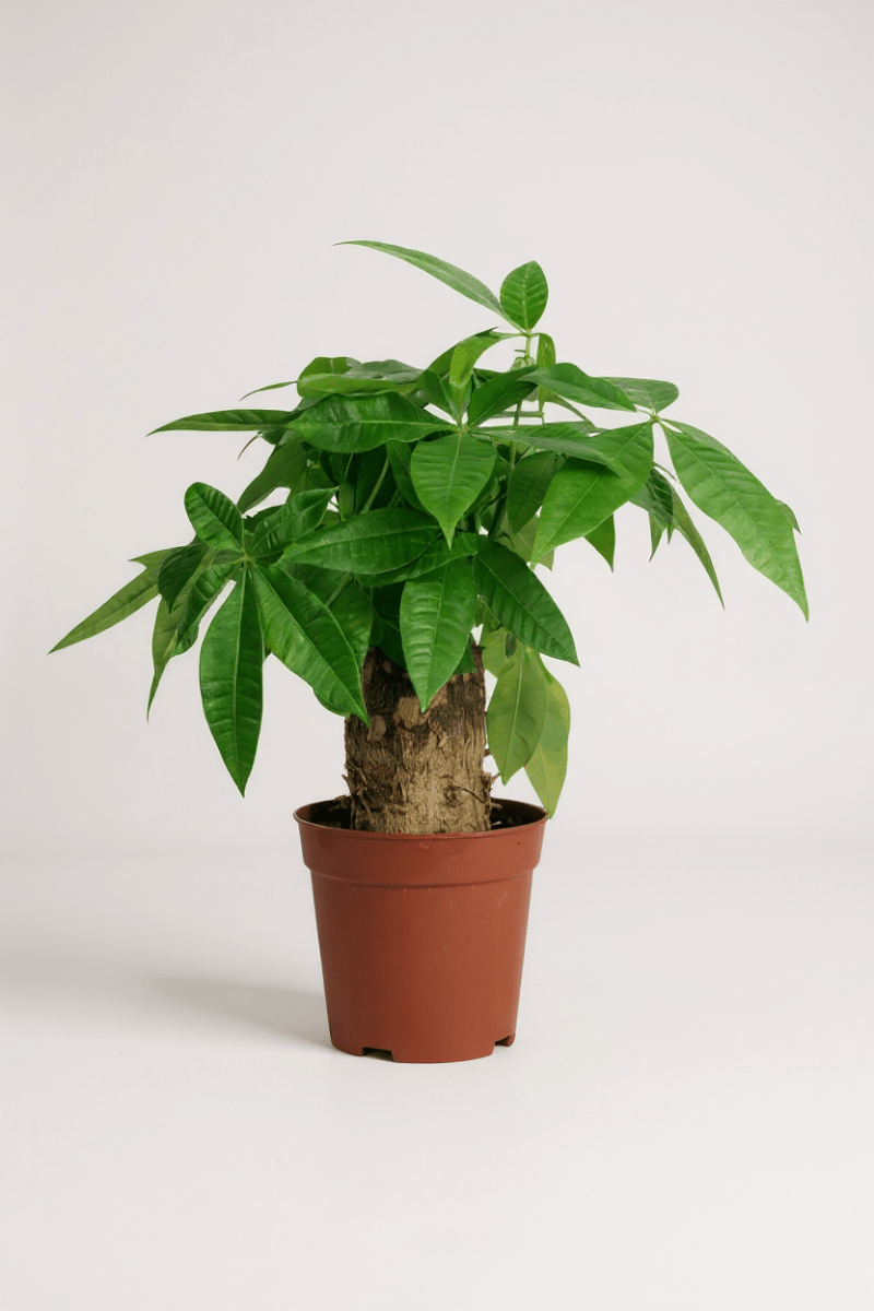 Grow Pot