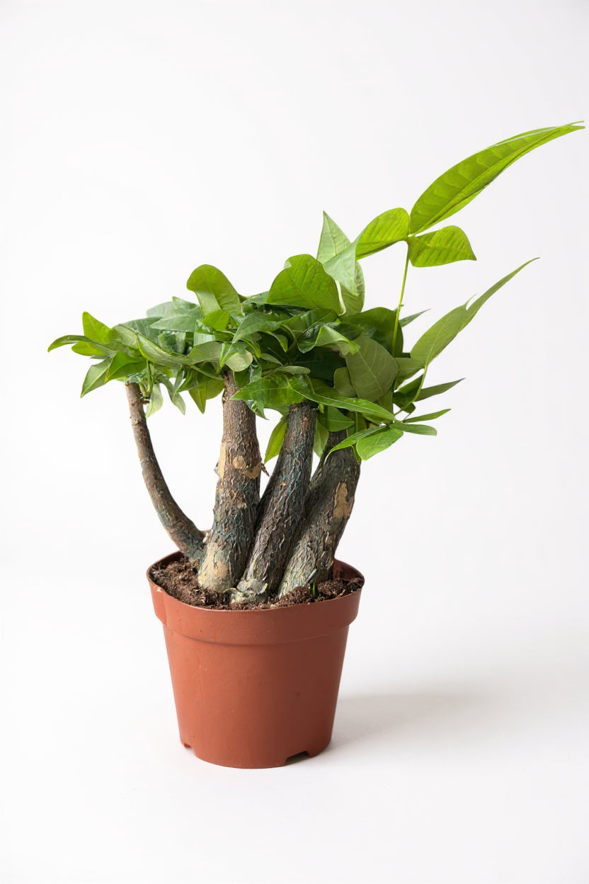 Money Tree Full Bloom