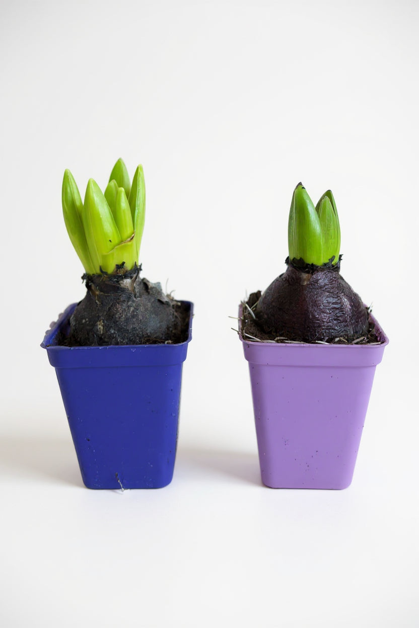 Hyacinthus Bulb (Assorted Colours) — CNY Seasonal Bloom