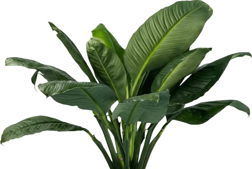 Sensation Peace Lily