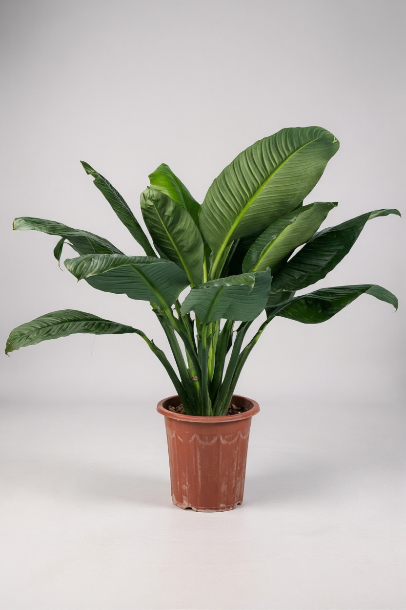 Sensation Peace Lily - Potted plant -  Tumbleweed Plants