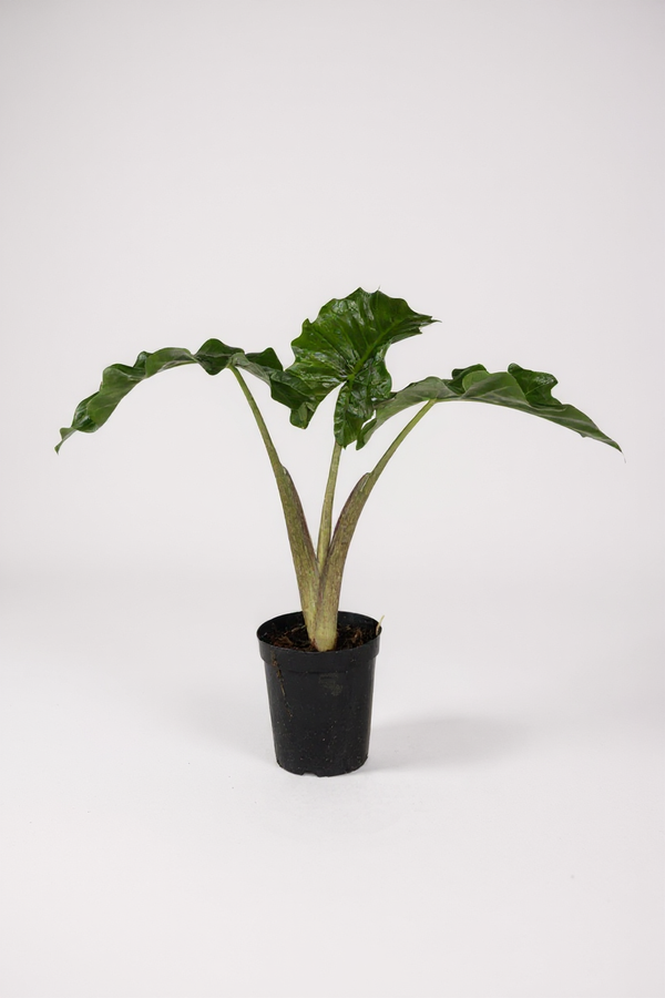 Alocasia Macrorrhizos ‘Lutea’ - Potted plant -  Tumbleweed Plants