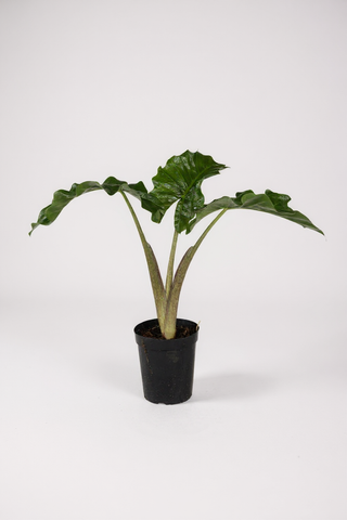 Alocasia Macrorrhizos ‘Lutea’