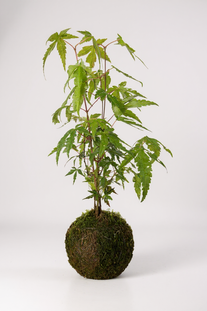 kokedama