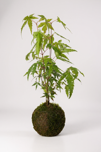 Acer Palmatum Maple Kokedama (Japan)