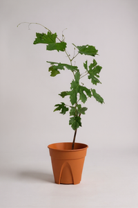 Vitis Vinifera - Grapes - Potted plant -  Tumbleweed Plants