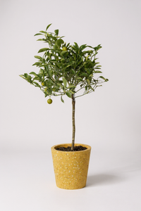 Variegated Lime Tree - Potted plant -  Tumbleweed Plants