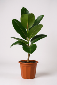 Ficus Elastica Robusta - Potted plant -  Tumbleweed Plants