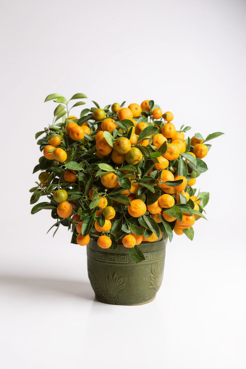 Prosperous Golden Orange Tree Standard