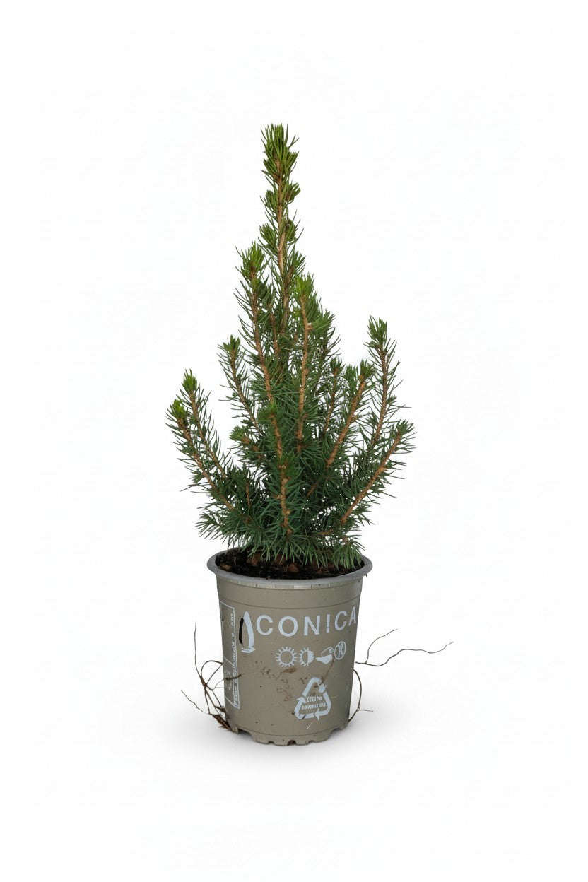 Mini Christmas Tree - Assorted Origins