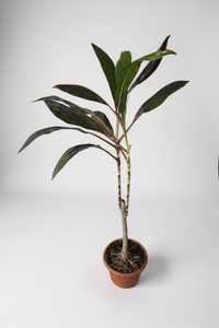 Cordyline Red Sister - Potted plant -  Tumbleweed Plants