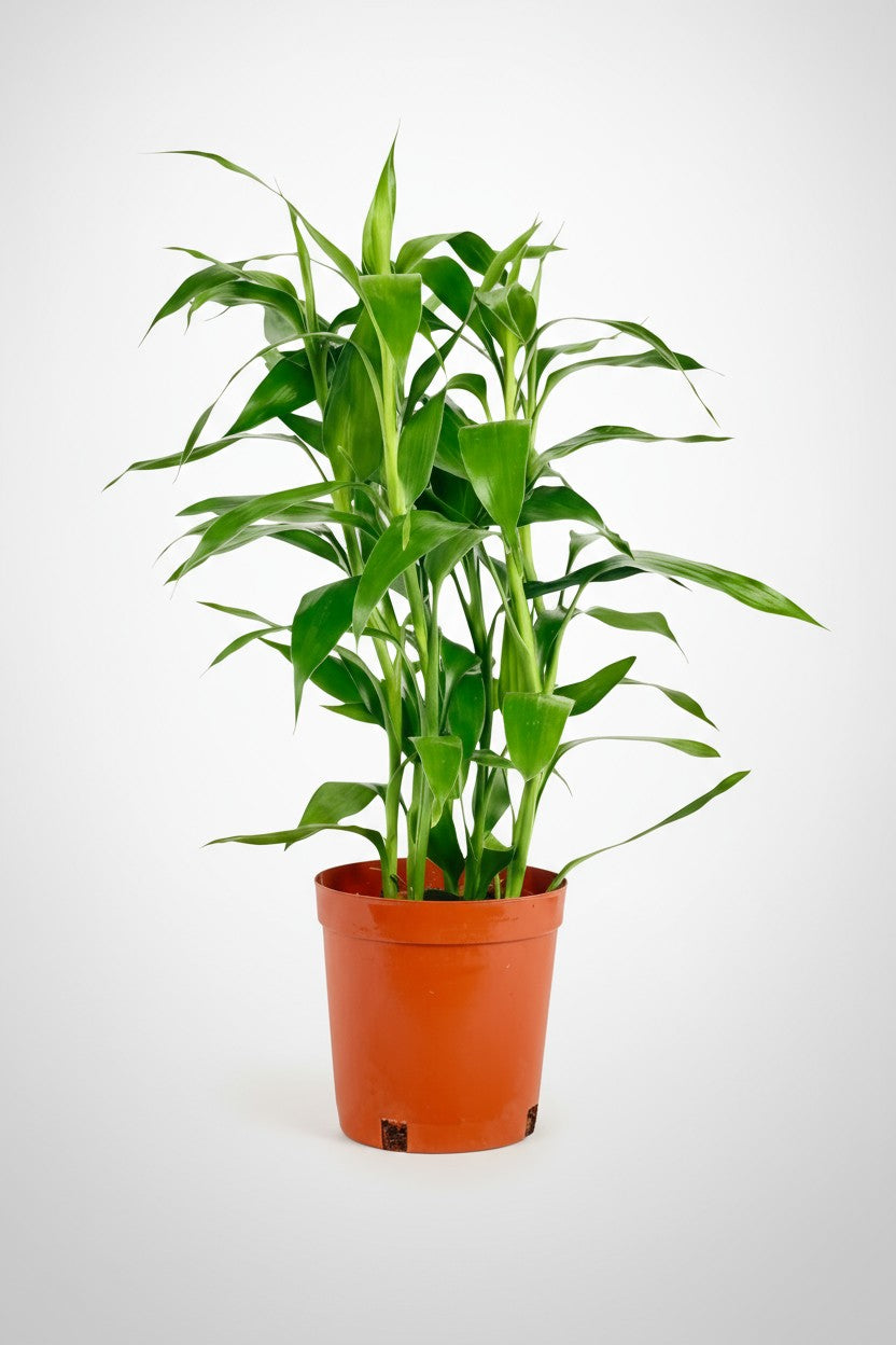 dracaena sanderiana in soil Buy Best Lucky Bamboo (Dracaena Sanderiana) Plant