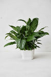 Peace Lily in Hydroease - Self Watering