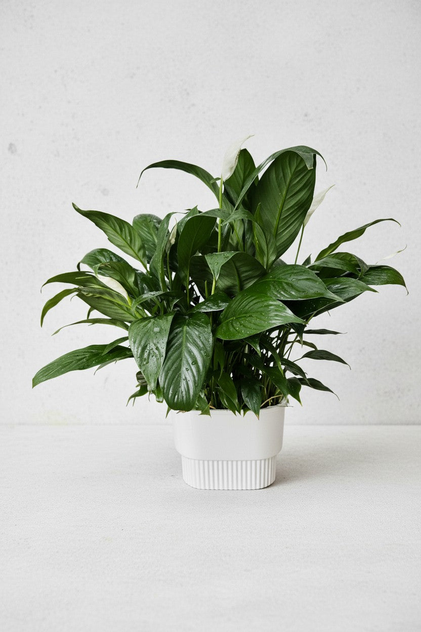 Peace Lily in Hydroease - Self Watering