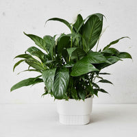 Peace Lily in Hydroease - Self Watering