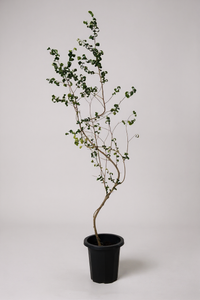 Ficus Benjamina ‘Barok’ – Twisted Weeping Fig - Potted plant -  Tumbleweed Plants