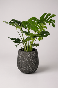 Monstera Deliciosa (0.5m) - Potted plant -  Tumbleweed Plants
