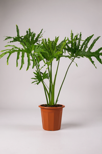 Philodendron Hope - Potted plant -  Tumbleweed Plants