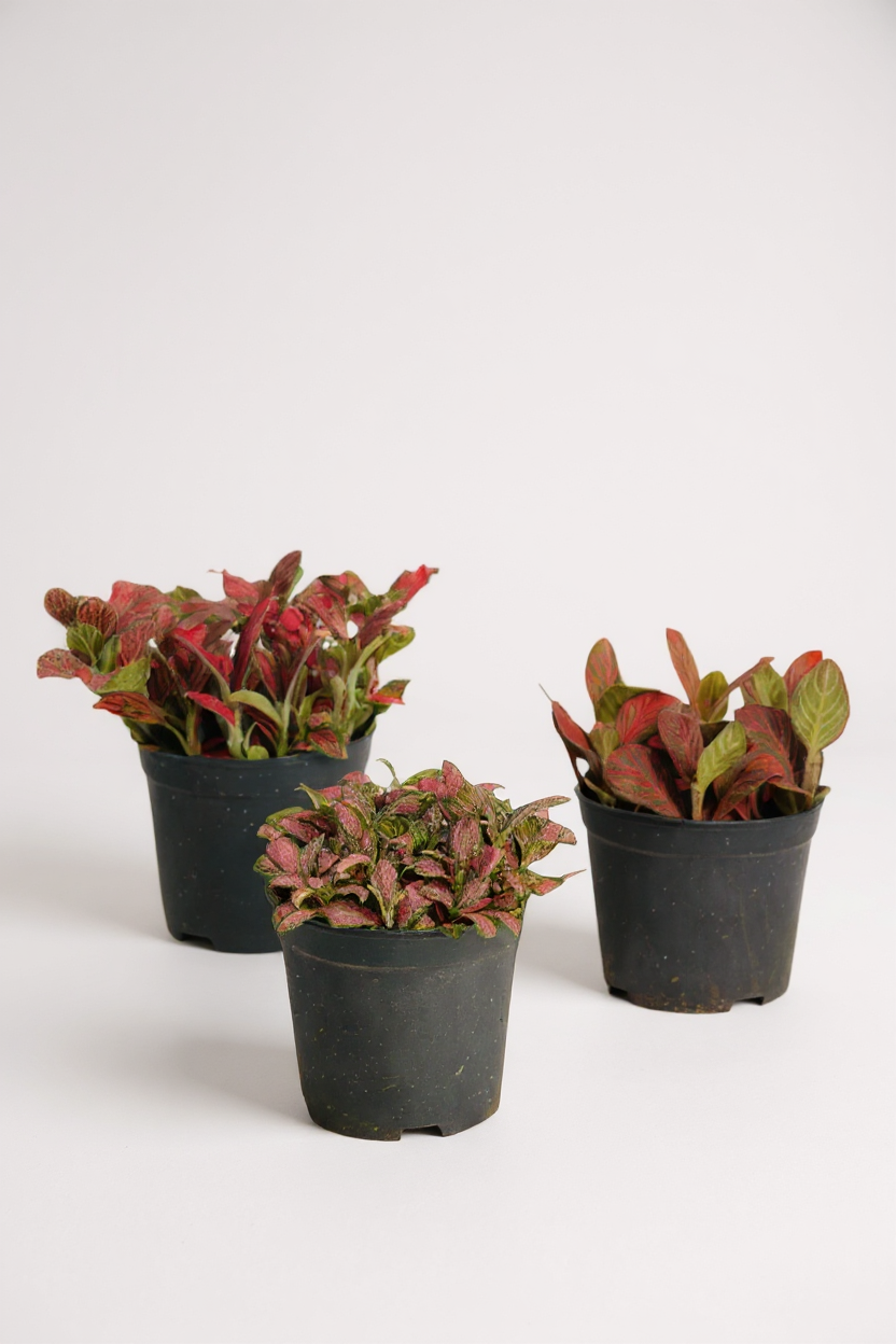 ORDER A GARDEN (Fittonia)