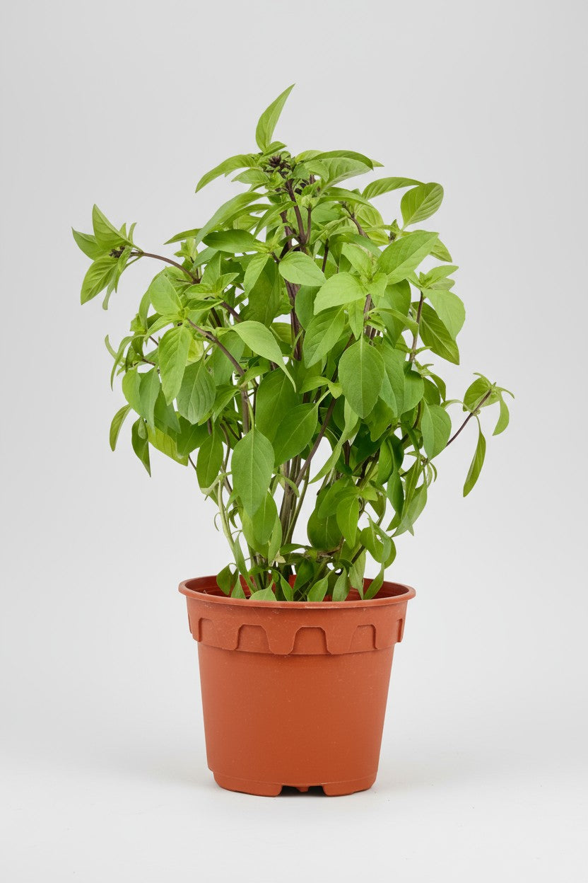 Thai Basil