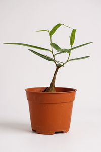 Bottle Tree Baby - Brachychiton Rupestris (Japan)