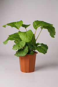 Calathea Orbifolia - Potted plant -  Tumbleweed Plants