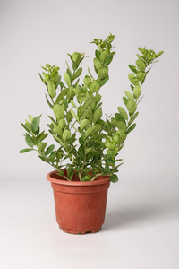 Lemon Tree (0.7-1.0m) - Potted plant -  Tumbleweed Plants