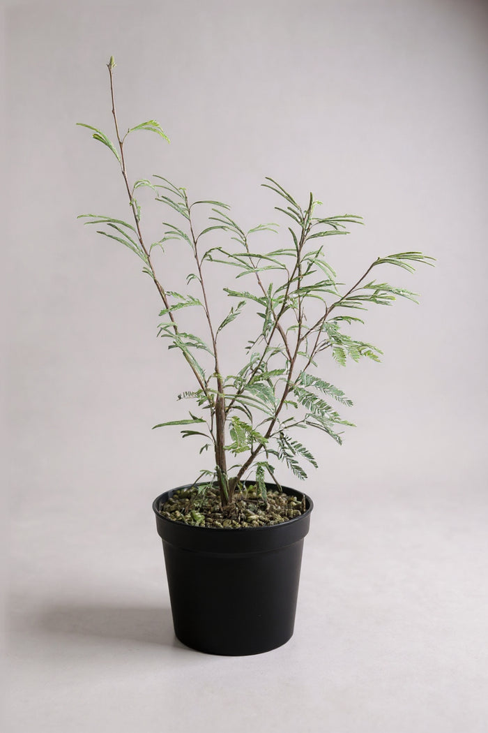 Everfresh Baby Tree - Pithecellobium Confertum (Japan)