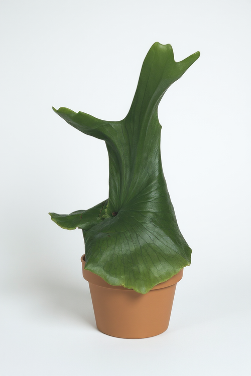 Platycerium wandae (Queen Staghorn Fern) - Potted plant -  Tumbleweed Plants