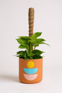 Epipremnum Money Plant (0.6m) - Potted plant -  Tumbleweed Plants