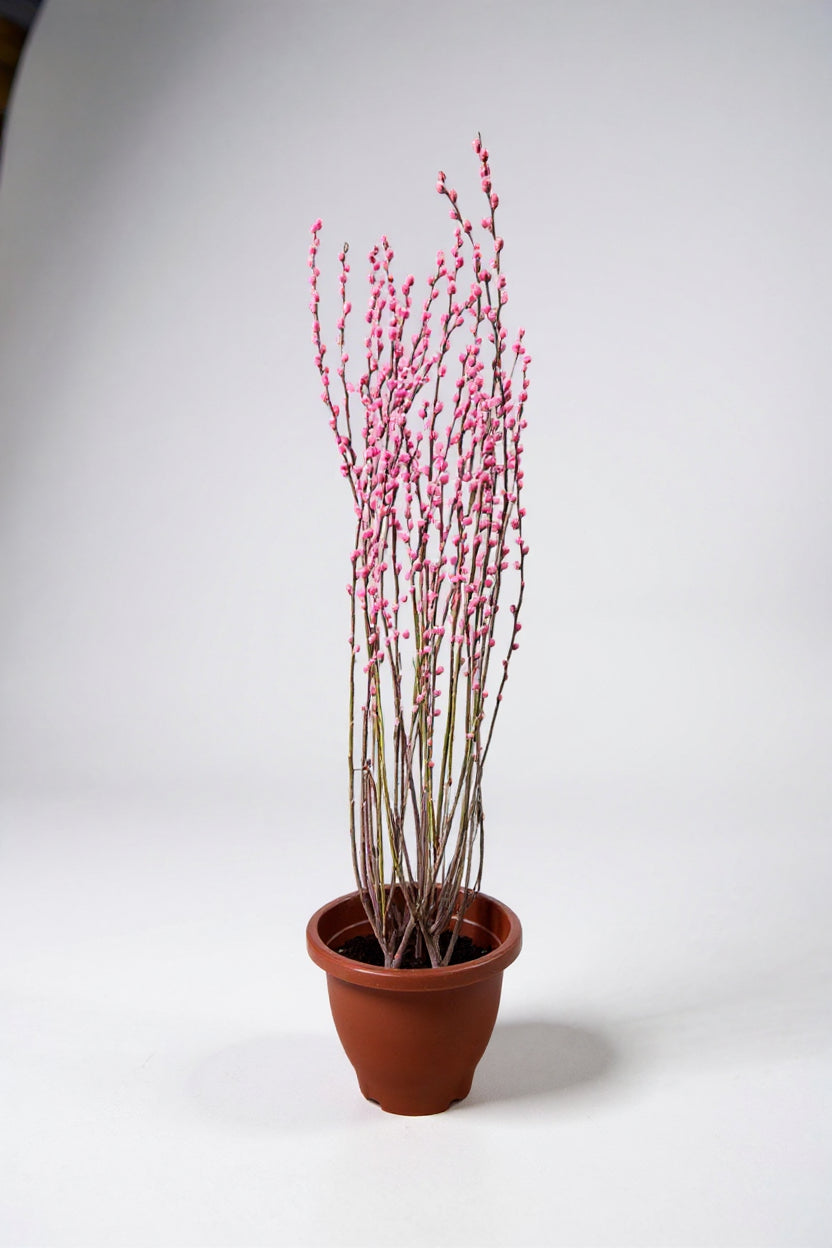 Potted Pussy Willow - pink/red