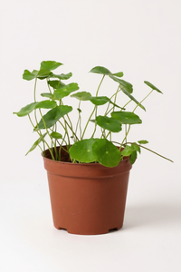 Whorled Pennywort Plant (Coin Plant)