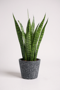 Sansevieria Zeylanica - Potted plant -  Tumbleweed Plants