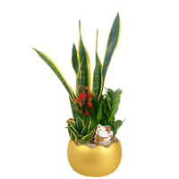 Prosperity Plant Arrangement in Golden Egg Pot (Large) - Potted plant - GIFT - PROS - 3236 - Tumbleweed Plants - Online Plant Delivery Singapore