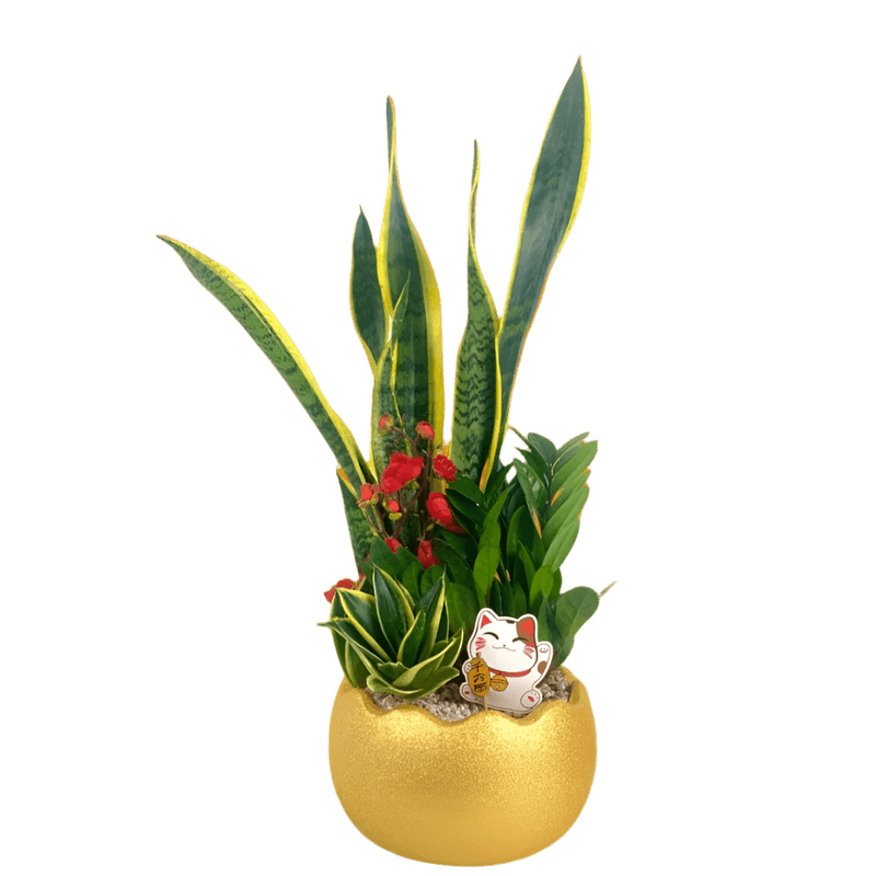 Prosperity Plant Arrangement in Golden Egg Pot (Large) - Potted plant - GIFT - PROS - 3236 - Tumbleweed Plants - Online Plant Delivery Singapore