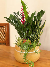 Prosperity Plant Arrangement in Golden Money Bag - Potted plant - POTT - PROS - 6636 - Tumbleweed Plants - Online Plant Delivery Singapore