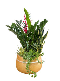 Prosperity Plant Arrangement in Golden Money Bag - Potted plant - POTT - PROS - 6636 - Tumbleweed Plants - Online Plant Delivery Singapore