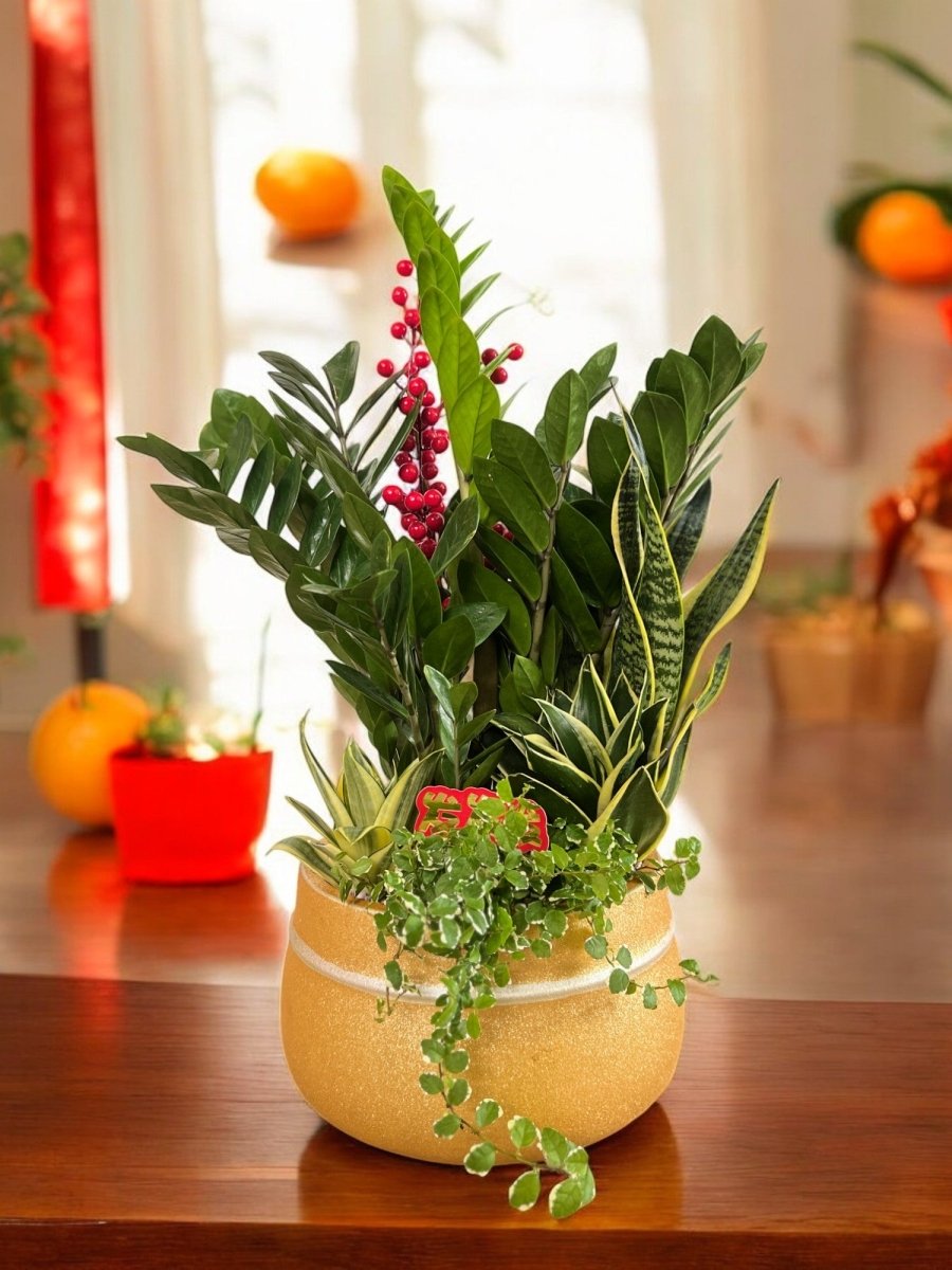 Prosperity Plant Arrangement in Golden Money Bag - Potted plant - POTT - PROS - 6636 - Tumbleweed Plants - Online Plant Delivery Singapore