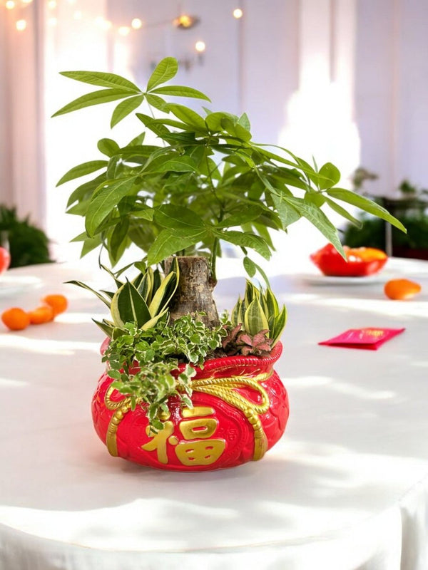 Prosperity Plant Arrangement in Red Fortune Bag - Potted plant - POTT - PROS - 6637 - Tumbleweed Plants - Online Plant Delivery Singapore