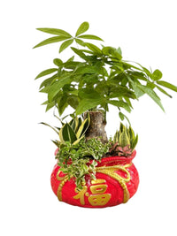 Prosperity Plant Arrangement in Red Fortune Bag - Potted plant - POTT - PROS - 6637 - Tumbleweed Plants - Online Plant Delivery Singapore