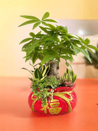 Prosperity Plant Arrangement in Red Fortune Bag - Potted plant - POTT - PROS - 6637 - Tumbleweed Plants - Online Plant Delivery Singapore