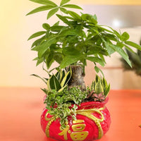 Prosperity Plant Arrangement in Red Fortune Bag