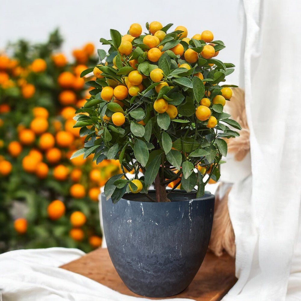 Prosperous Golden Orange Tree (L) - Potted plant - POTT - PROS - RST - 6725 - Tumbleweed Plants - Online Plant Delivery Singapore