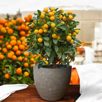 Prosperous Golden Orange Tree (L) - Potted plant - POTT - PROS - RST - 6725 - Tumbleweed Plants - Online Plant Delivery Singapore