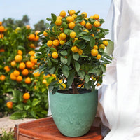 Prosperous Golden Orange Tree (L) - Potted plant - POTT - PROS - RST - 6725 - Tumbleweed Plants - Online Plant Delivery Singapore